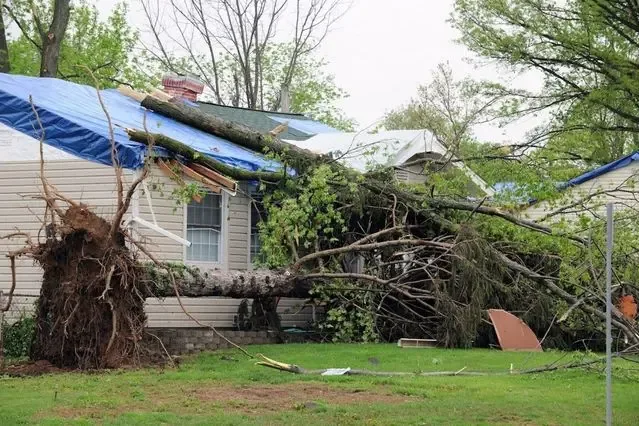 A blue tarp covering a storm damaged roof, with a fallen tree lying beside it