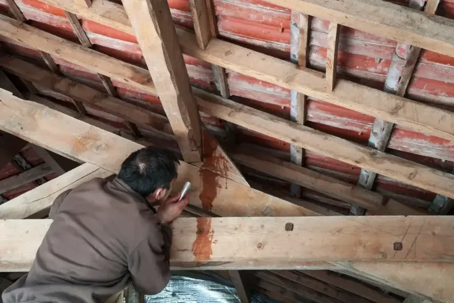 A person inspecting rain leak stains on the attic rafters under a leaking roof